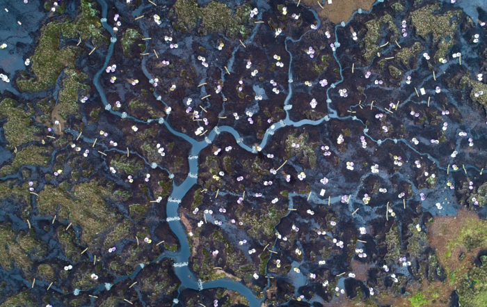 Drone image of peatland restoration site showing bags of brash, coir rolls and stone dams