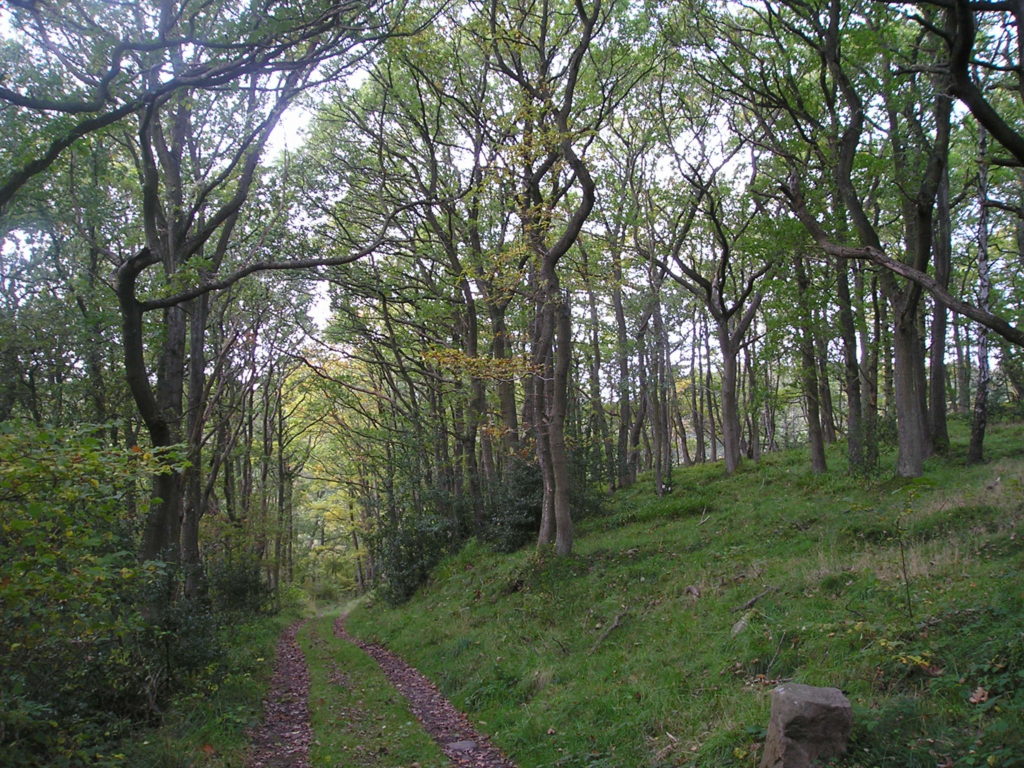 Trees and woodlands image
