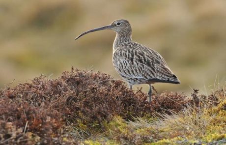 Image of a curlew in heather