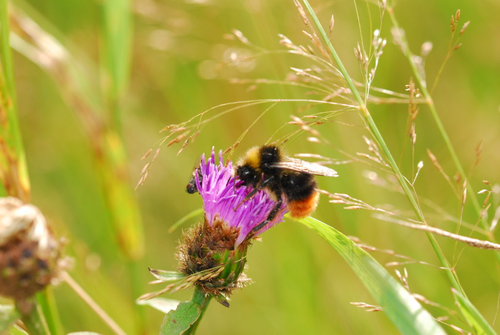 Teesdale Bumblebee Survey 2010 image