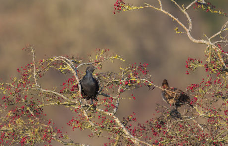 Photograph of a black grouse bird in a hawthorn tree with berries