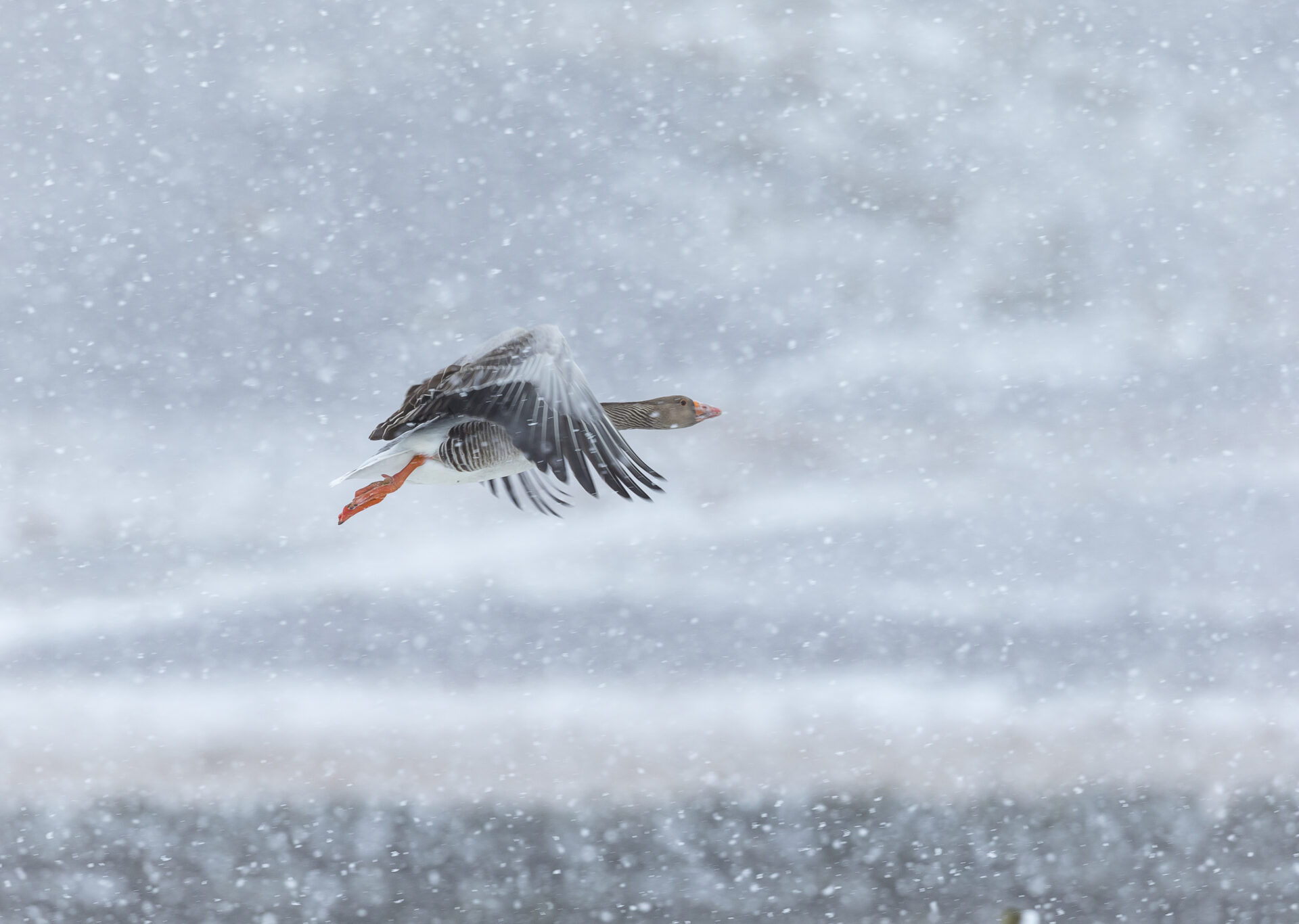 Greylag goose © David Higgins