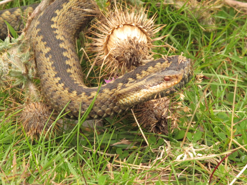 Adders Up image