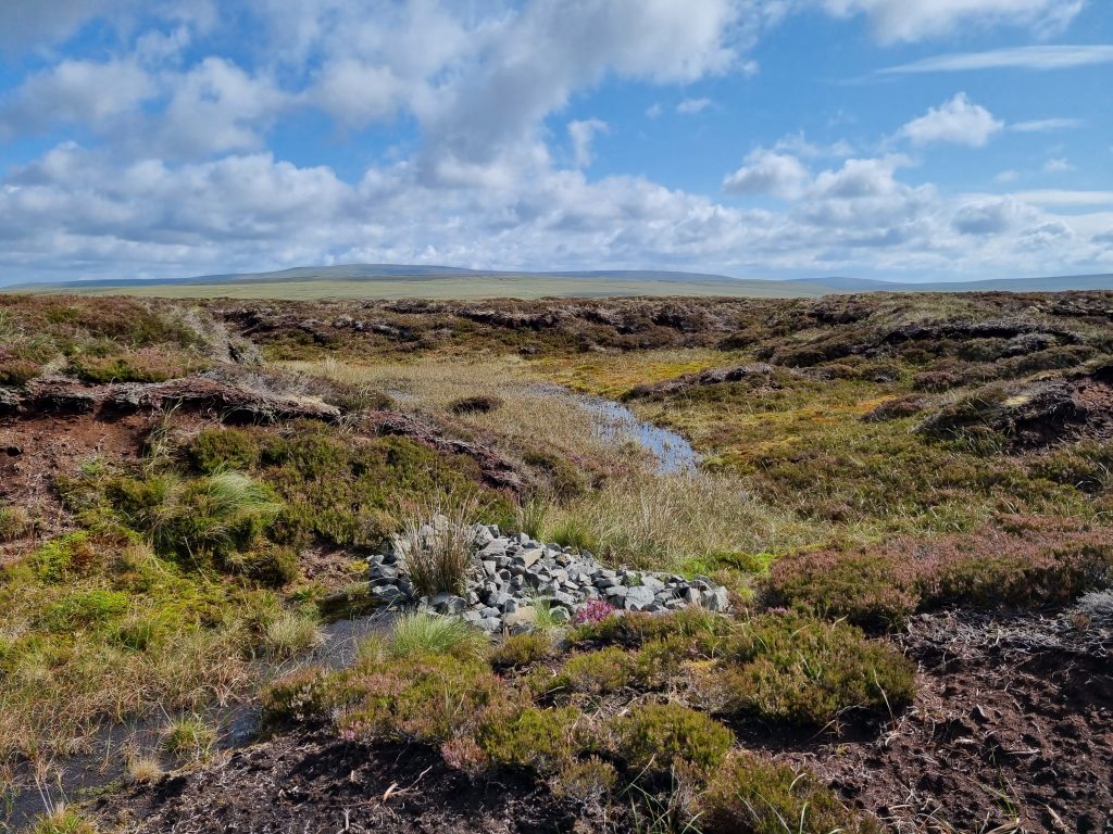 Peatlands are special image