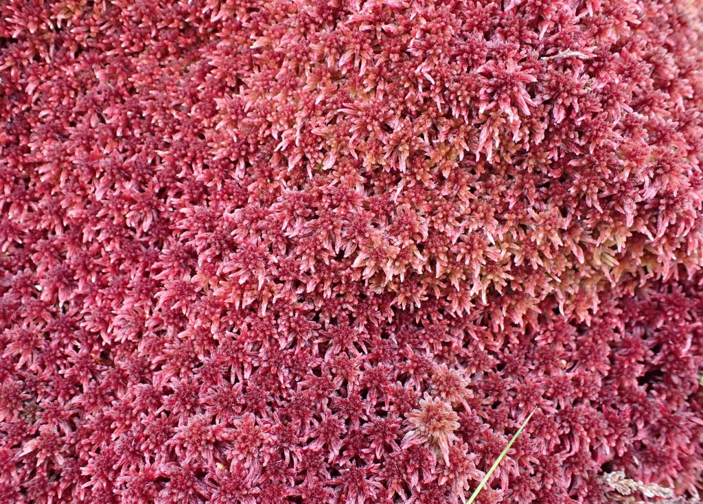 Re-establishing sphagnum image