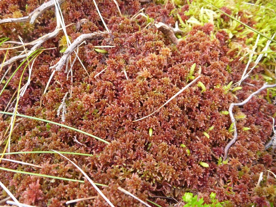 COMPREHENSIVE GUIDE TO SPHAGNUM MOSS BY @LITTLENORTHPLANTS