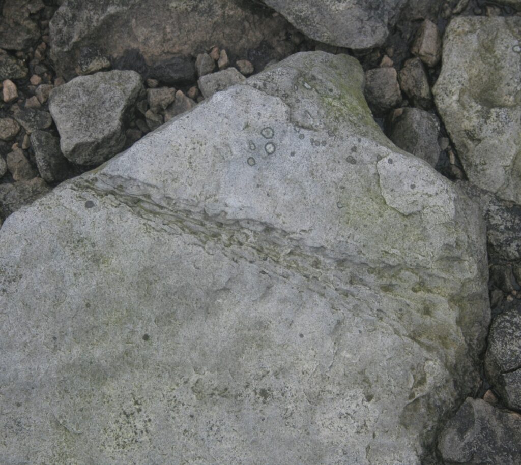 Tree root imprint fossil near Knock