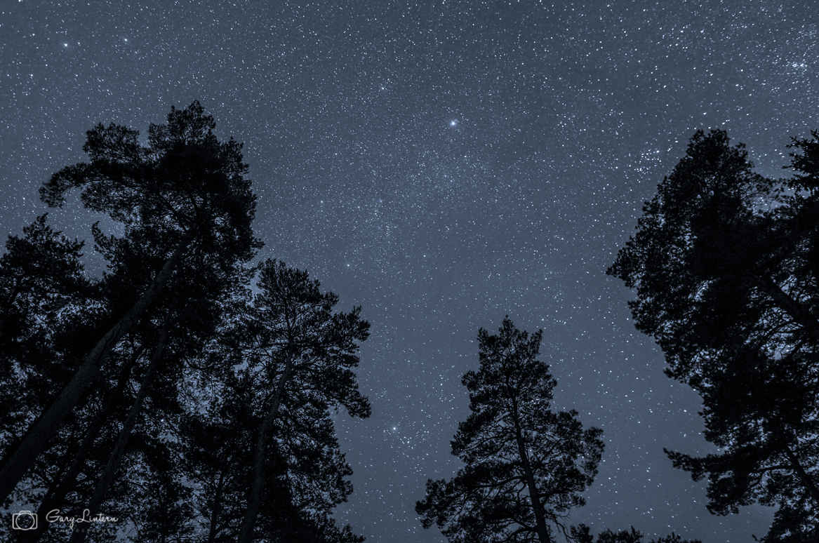 Image of night sky and stars above some trees