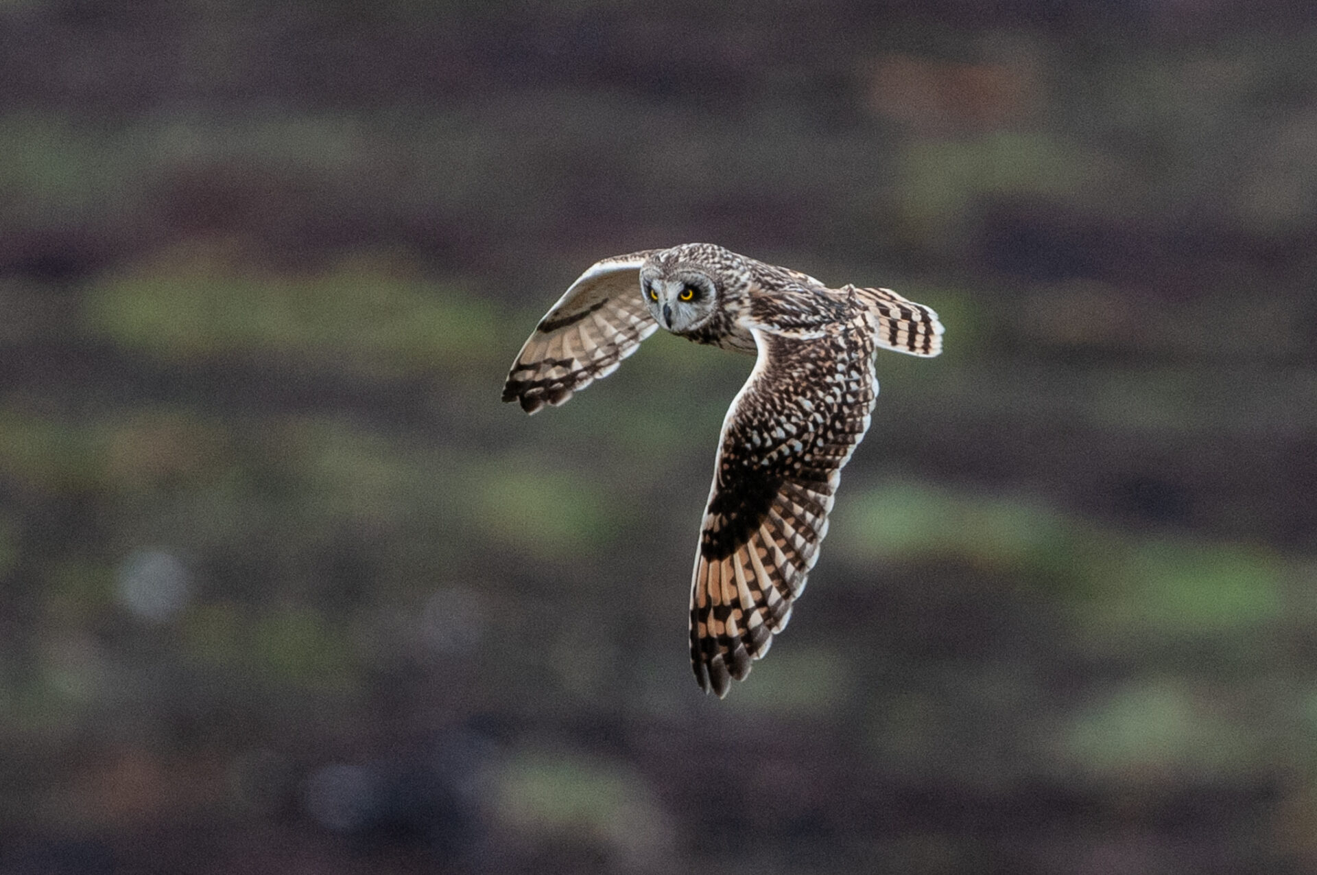 Confirmation that a short-eared owl was shot in AONB – North Pennines ...