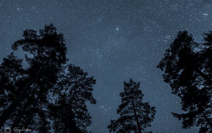 Image of stars above trees