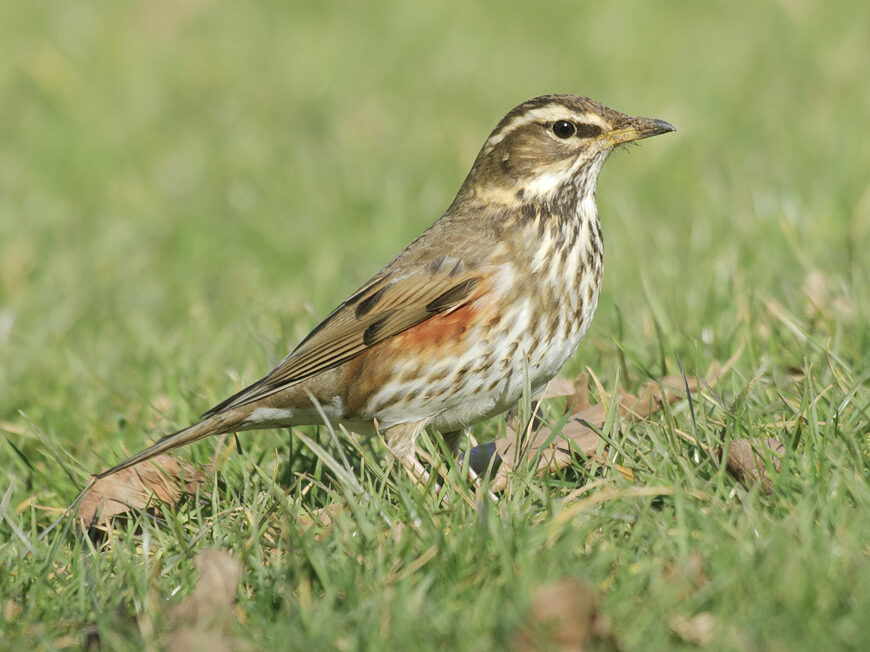 Image of redwing in grass