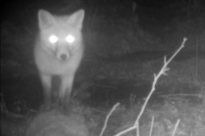 Fox (c) Guy Broome