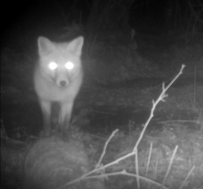 Fox (c) Guy Broome