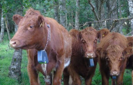 Cattle with collars in Geltsdale