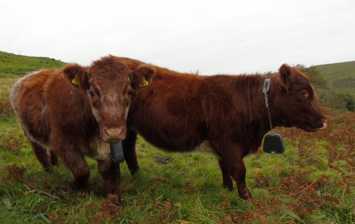 Cattle on moor at Geltsdale wearing collars