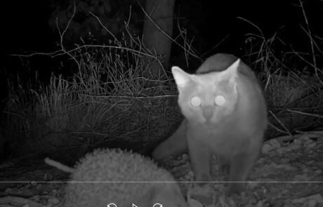 Black and white photograph taken at night of cat and hedgehog