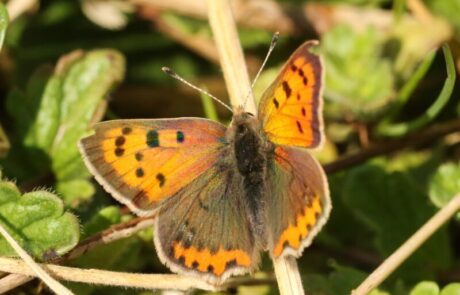 Image of wall brown butterfly