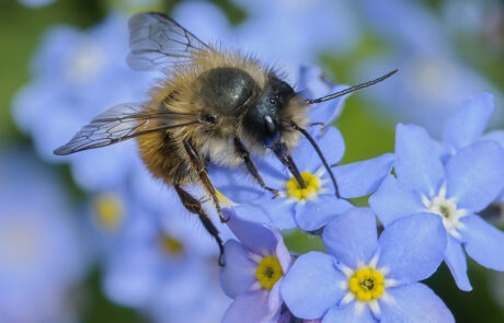 Image of red mason bee on flowers