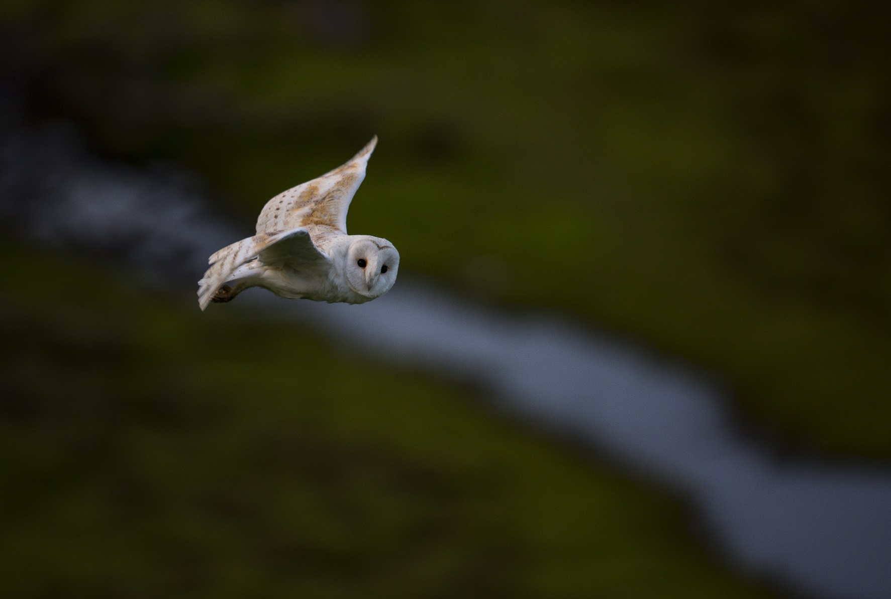 Picture of barn owl flying at disk over grass and stream