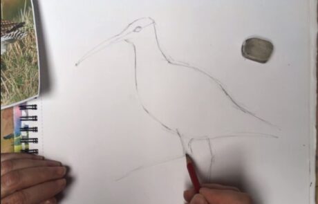 Image of person's hand drawing a curlew