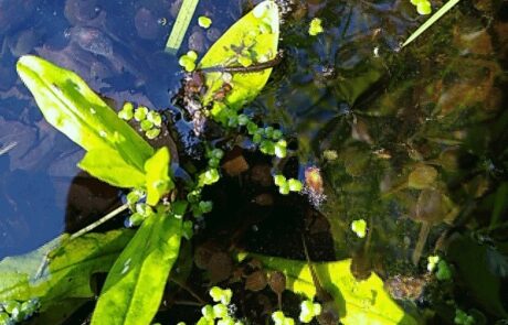 Picture of pond with plant and tadpoles