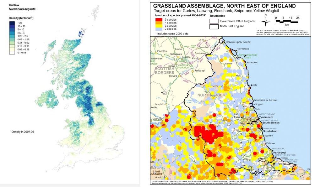 Image with map of UK showing curlew density alongside map of northern britain showing wader bird density