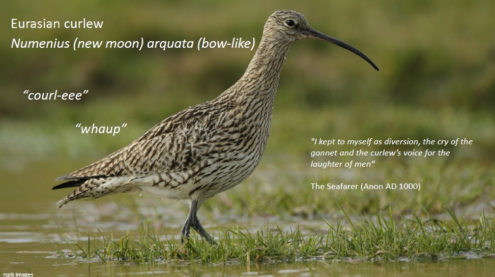 Image of curlew
