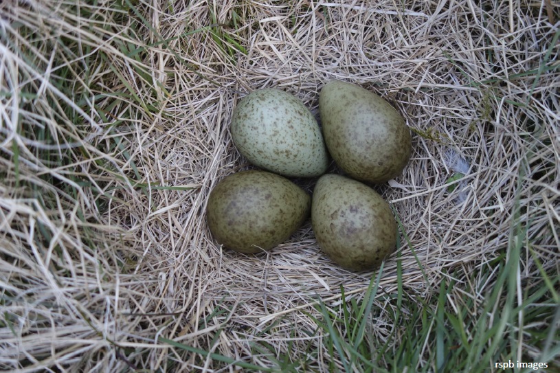 Image of curlew nest with four eggs