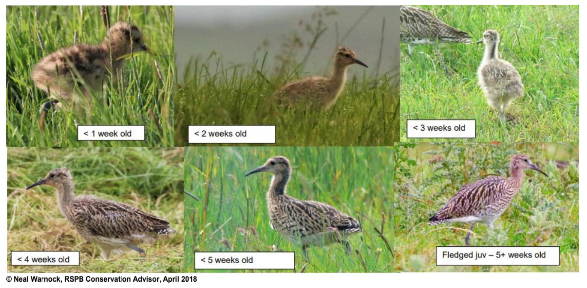 Montage of images of young curlew at different ages