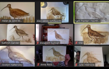 Montage of hand drawn pictures of curlews