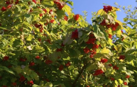Picture of guelder rose with red berries