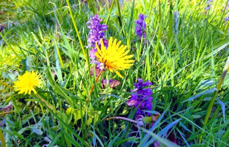 Picture of dandelion and vipers bugloss in grass