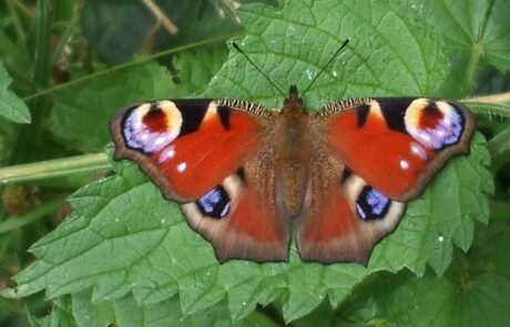 Picture of peacock butterfly on nettles