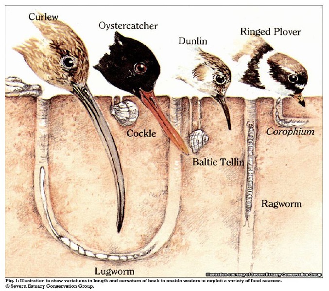 Cross-section drawing showing four different wader bird heads digging in the mud