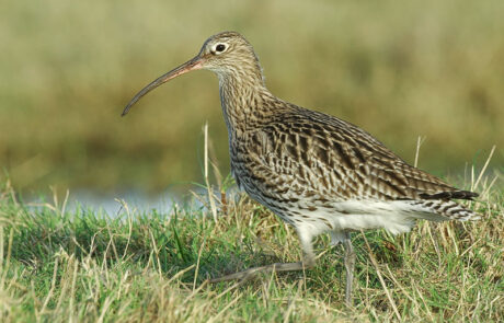Photo of curlew