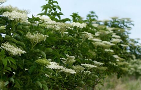 Picture of elder bush with white flower heads