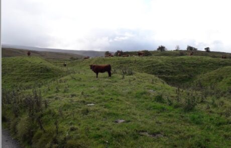 Picture of cow on moorland