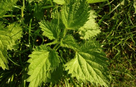 Picture of nettles