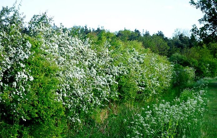 Picture of hedgerow with white flowers