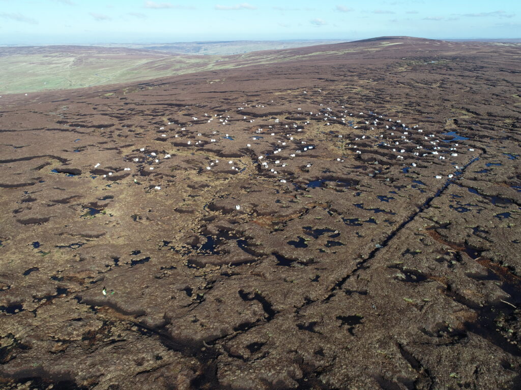 Photo of peatlands