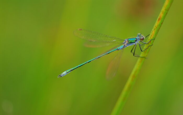 Picture of blue damsel fly holding onto a green stem