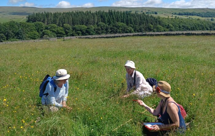 Volunteers doing hay meadow quadrat surveys Middle Farm in Teesdale on a summers day
