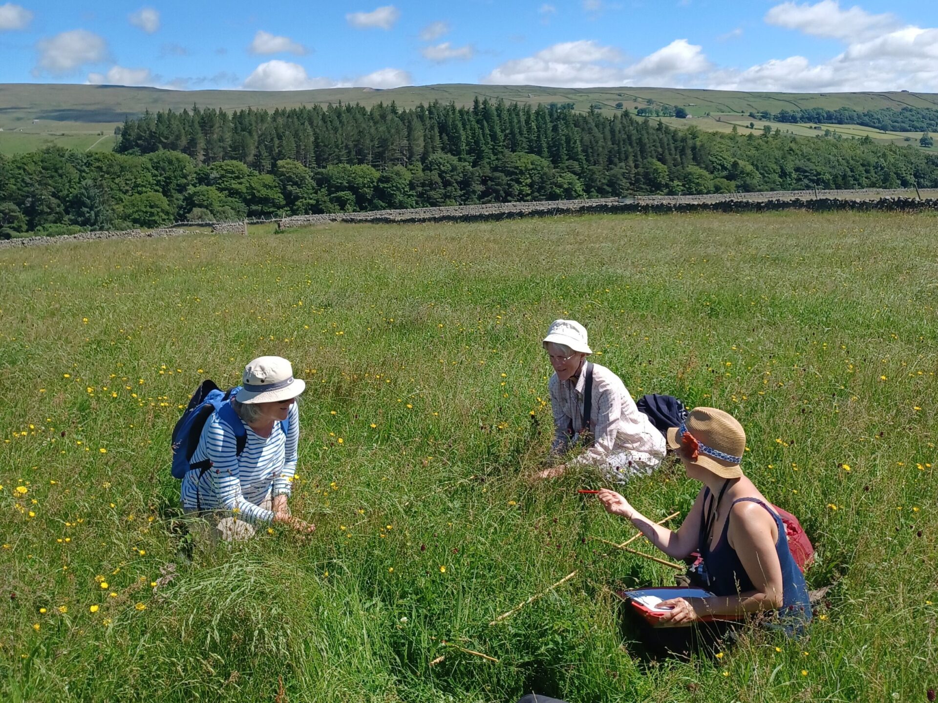 Volunteers quadrat surveying a Teesdale hay meadow in summer