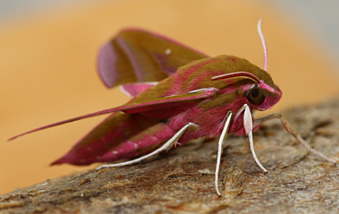 Picture of elephant hawk moth
