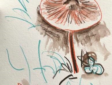 Image of a drawing of fungi