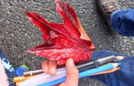 Photo of hand holding pencils and a red leaf