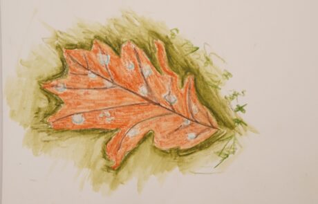Image of a drawing of leaf