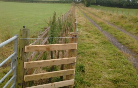 Image of field with fence along side and newly planted hedge