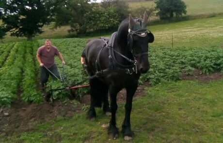 Image of horse pulling plough with person standing holding plough in field