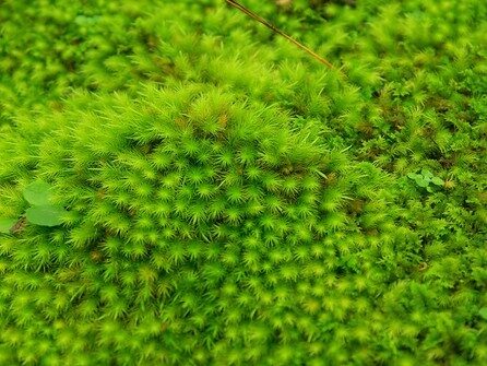 Close up photograph of moss